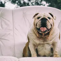 Rase de câini potrivite pentru apartamente mici