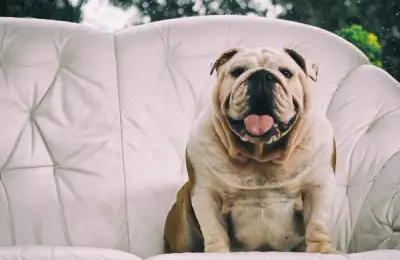 Dog Breeds Suitable for Small Apartments