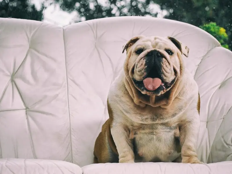 Rase de câini potrivite pentru apartamente mici