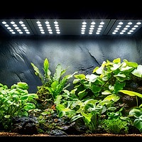 Cum să alegi decorul perfect pentru acvariul tău. Plante, pietre și ornamente pentru un habitat echilibrat