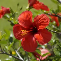 Hibiscus plantare, ingrijire si intrebuintari