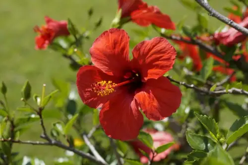 Hibiscus plantare, ingrijire si intrebuintari
