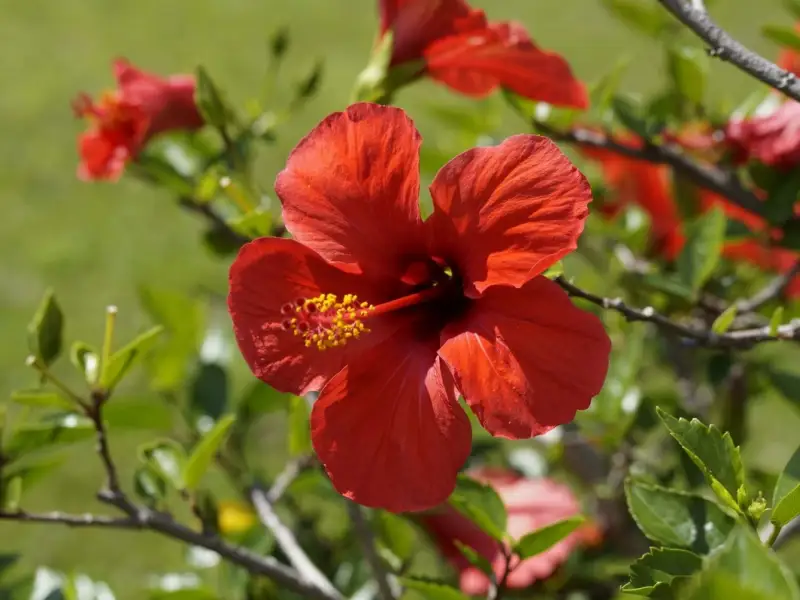 Hibiscus plantare, ingrijire si intrebuintari