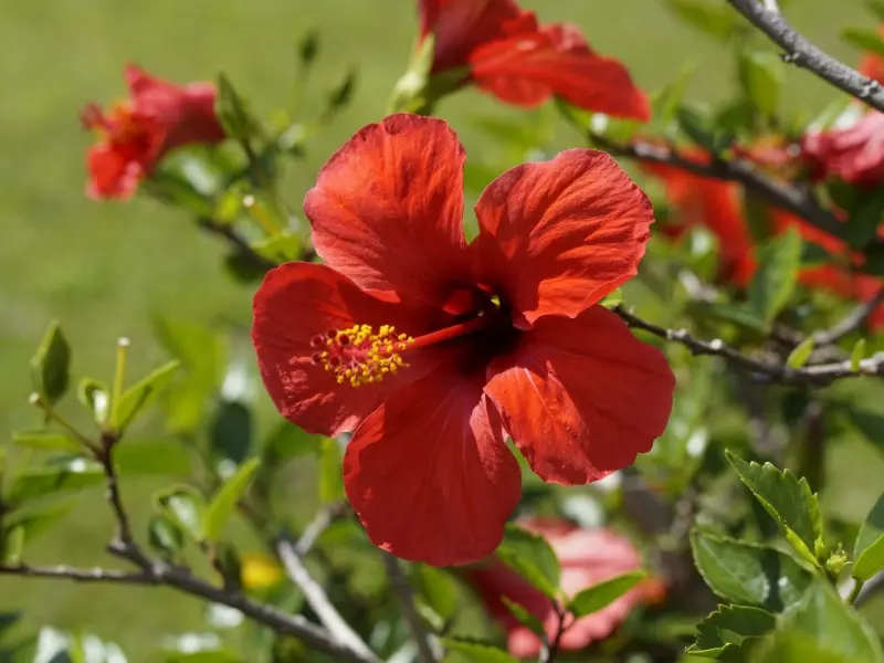 Hibiscus plantare, ingrijire si intrebuintari