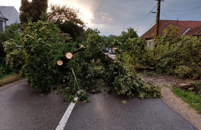 Furtuna puternică care a lovit marți seara județul Cluj a doborât zeci de copaci