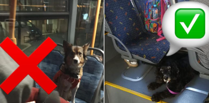 Care sunt condițiile pe care trebuie să le îndeplinească cei care vor să călătorească cu animalele de companie în mijloacele de transport în comun