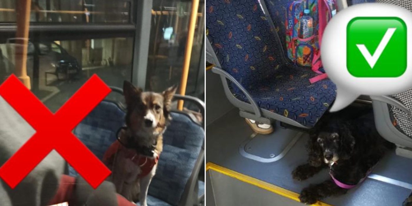 Care sunt condițiile pe care trebuie să le îndeplinească cei care vor să călătorească cu animalele de companie în mijloacele de transport în comun