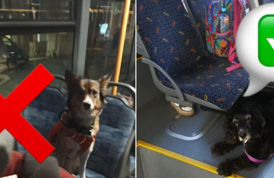 Care sunt condițiile pe care trebuie să le îndeplinească cei care vor să călătorească cu animalele de companie în mijloacele de transport în comun