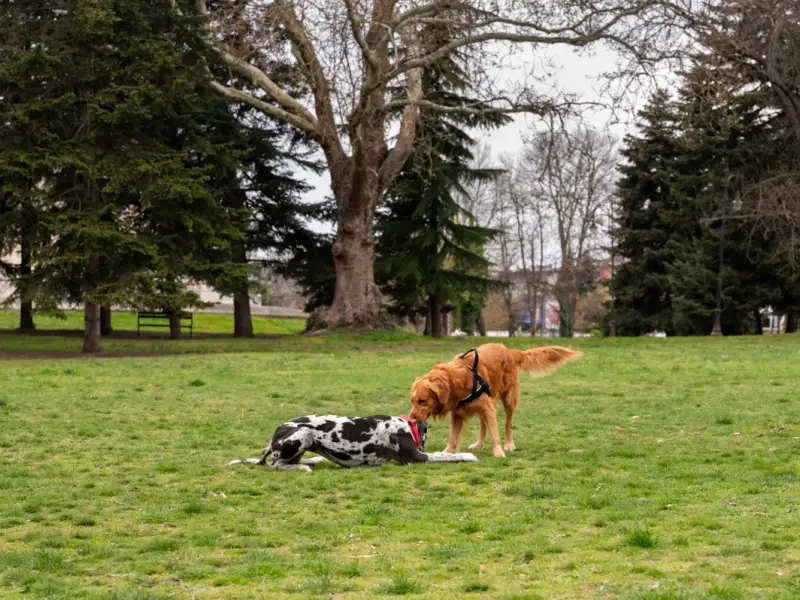 Construieste un loc de joaca pentru catelul tau la tine in curte