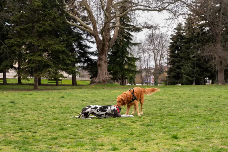 Build a Playground for Your Dog in Your Yard