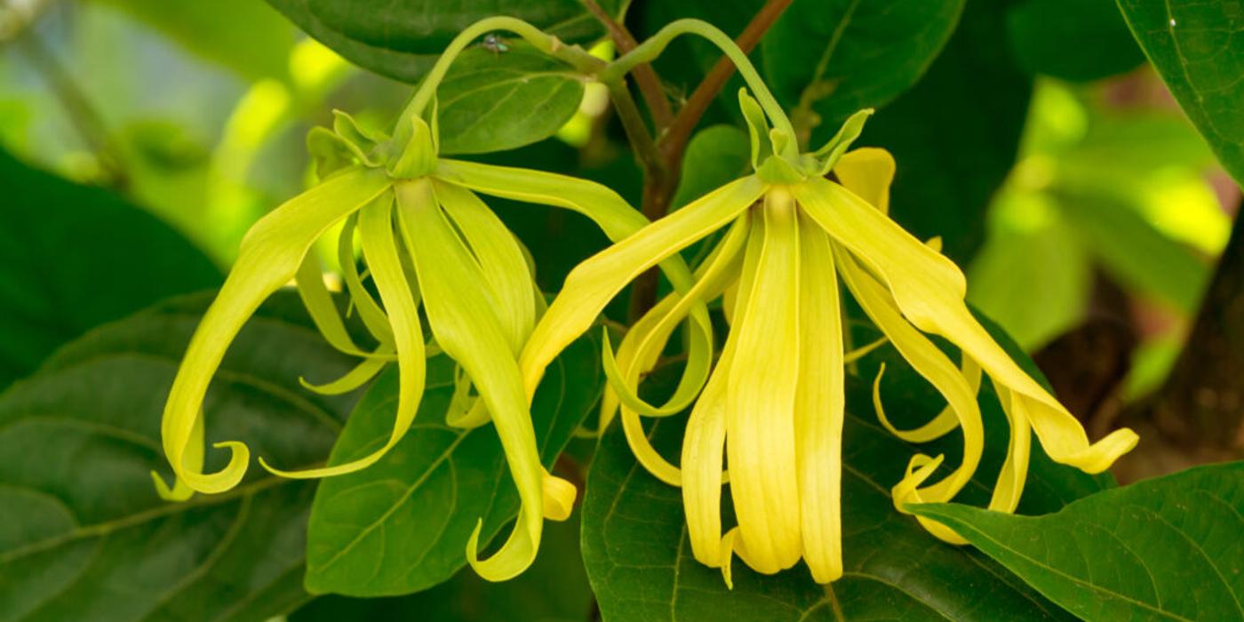 Ylang-ylang, copacul vindecător