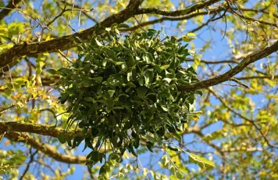 Using Elderberry in Traditional Medicine