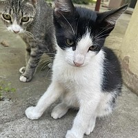 Adopții pisici!