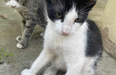 Adopții pisici!
