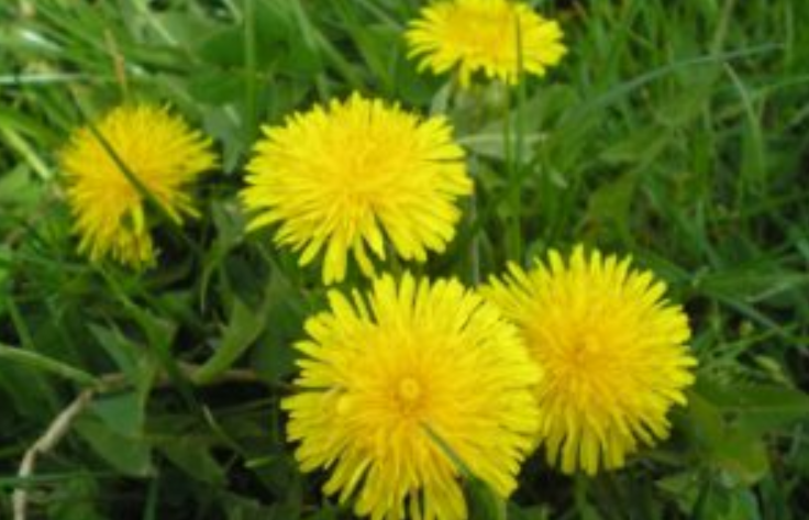 Infuzie împotriva accidentului vascular cerebral de la o plantă care se află în fiecare grădină!