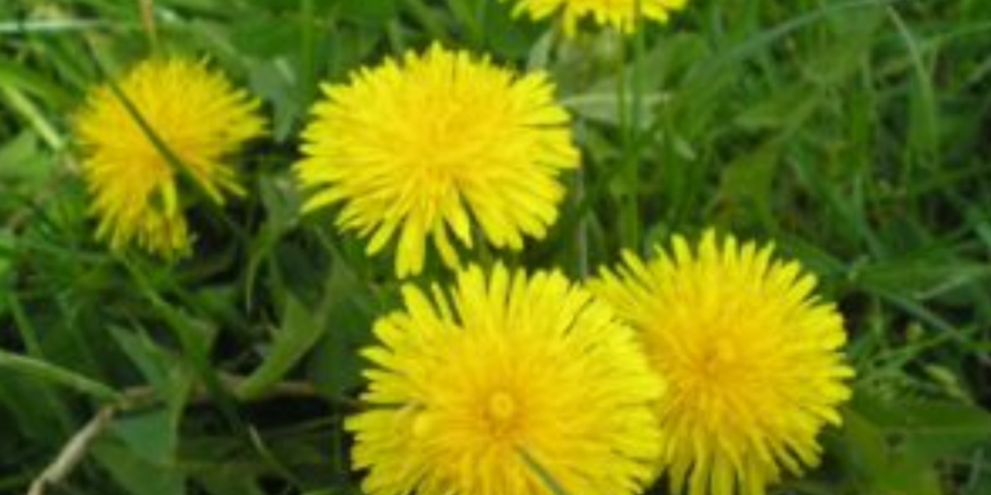 Infuzie împotriva accidentului vascular cerebral de la o plantă care se află în fiecare grădină!