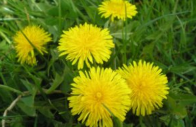 Infuzie împotriva accidentului vascular cerebral de la o plantă care se află în fiecare grădină!