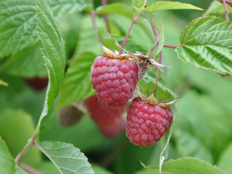 Tutorial: Cum se planteaza zmeura? (VIDEO)