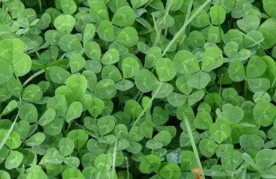 Gazonul perfect vs. alternativele ecologice: alegerea ideală pentru o grădină modernă și responsabilă