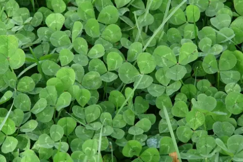 Gazonul perfect vs. alternativele ecologice: alegerea ideală pentru o grădină modernă și responsabilă