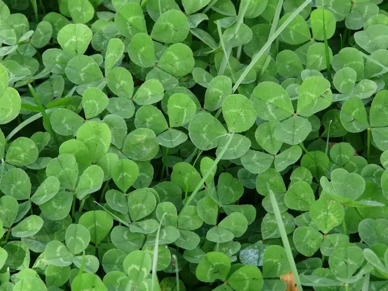 Gazonul perfect vs. alternativele ecologice: alegerea ideală pentru o grădină modernă și responsabilă