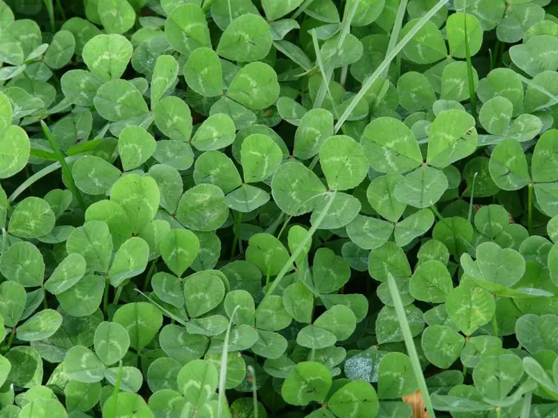 Gazonul perfect vs. alternativele ecologice: alegerea ideală pentru o grădină modernă și responsabilă