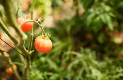 Solutions for a Productive Tomato Culture