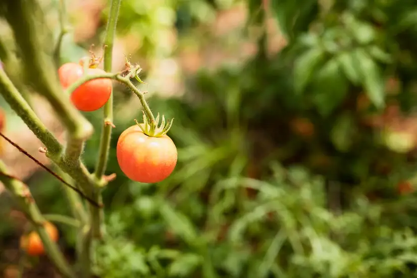 Solutions for a Productive Tomato Culture