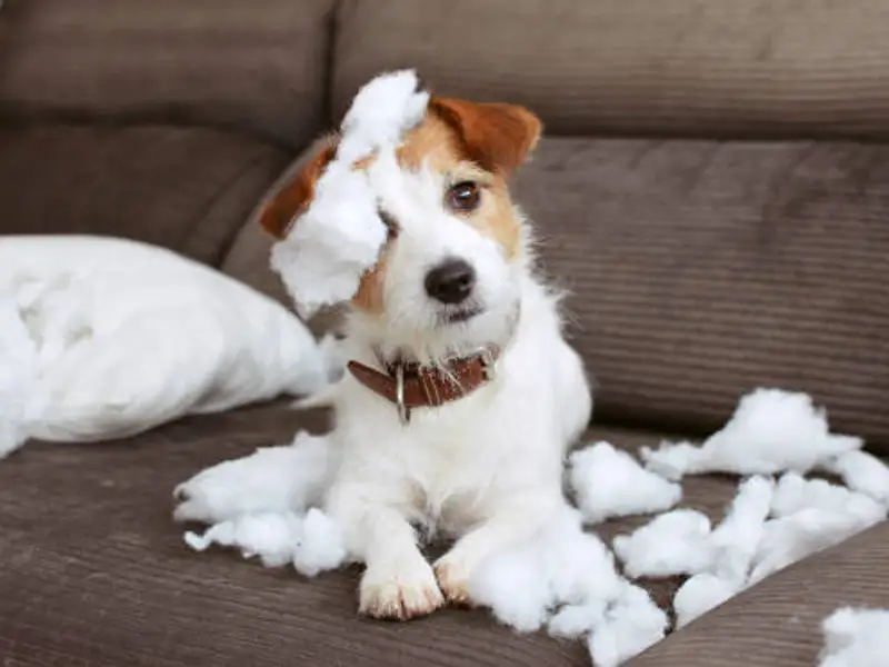 Câinele stă mult singur acasă? 5 trucuri pentru ca acesta să nu provoace stricăciuni prin casă