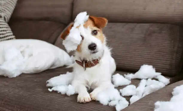 Is Your Dog Home Alone Too Much? 5 Tricks to Prevent Household Damage