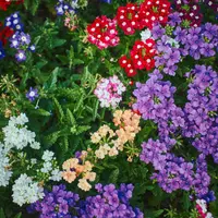 Plante perene pentru o grădină vibrantă tot anul