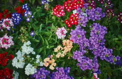 Perennial Plants for a Vibrant Garden All Year Round
