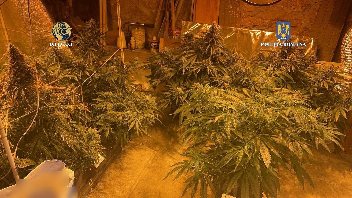 Clujeanul prezentat ieri în instanță întrucât ar fi cultivat canabis în propria locuință, a fost arestat preventiv