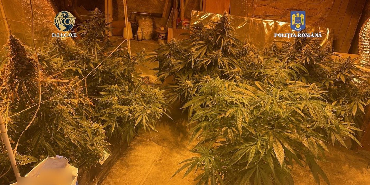 Clujeanul prezentat ieri în instanță întrucât ar fi cultivat canabis în propria locuință, a fost arestat preventiv