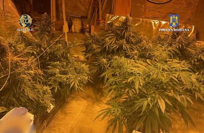 Clujeanul prezentat ieri în instanță întrucât ar fi cultivat canabis în propria locuință, a fost arestat preventiv