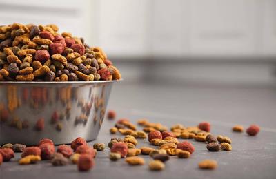 Cum să hrănești corect puiul de câine cu vârsta cuprinsă între 2 și 15 luni