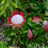 Plante pentru amenajarea curții în stil avangardist