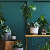 Plante care aduc noroc și bani, trebuie neapărat să le ai în casa ta pentru a atrage prospețimea