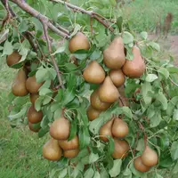 Cum sa cresti un par de la stadiul de samanta? (VIDEO)