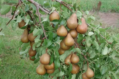 Cum sa cresti un par de la stadiul de samanta? (VIDEO)