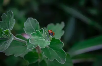 Pavilionul de Grădină: Un spațiu perfect pentru relaxare în aer liber