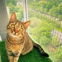 Adaptarea balconului pentru siguranța animalelor de companie