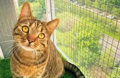 Adaptarea balconului pentru siguranța animalelor de companie