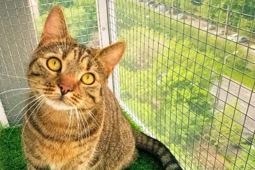 Adaptarea balconului pentru siguranța animalelor de companie