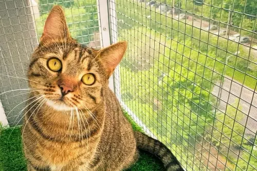 Adaptarea balconului pentru siguranța animalelor de companie