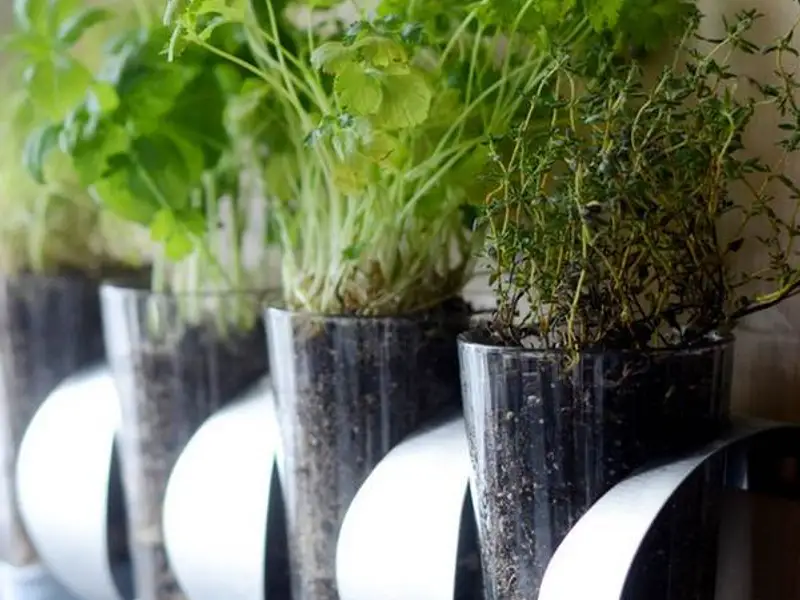 20 de trucuri uimitoare si sfaturi practice pentru gradina