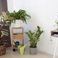 Cum sa ordonezi camera pentru plantele tale