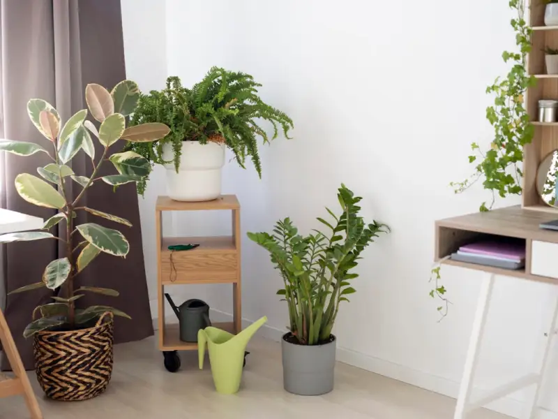 Cum sa ordonezi camera pentru plantele tale