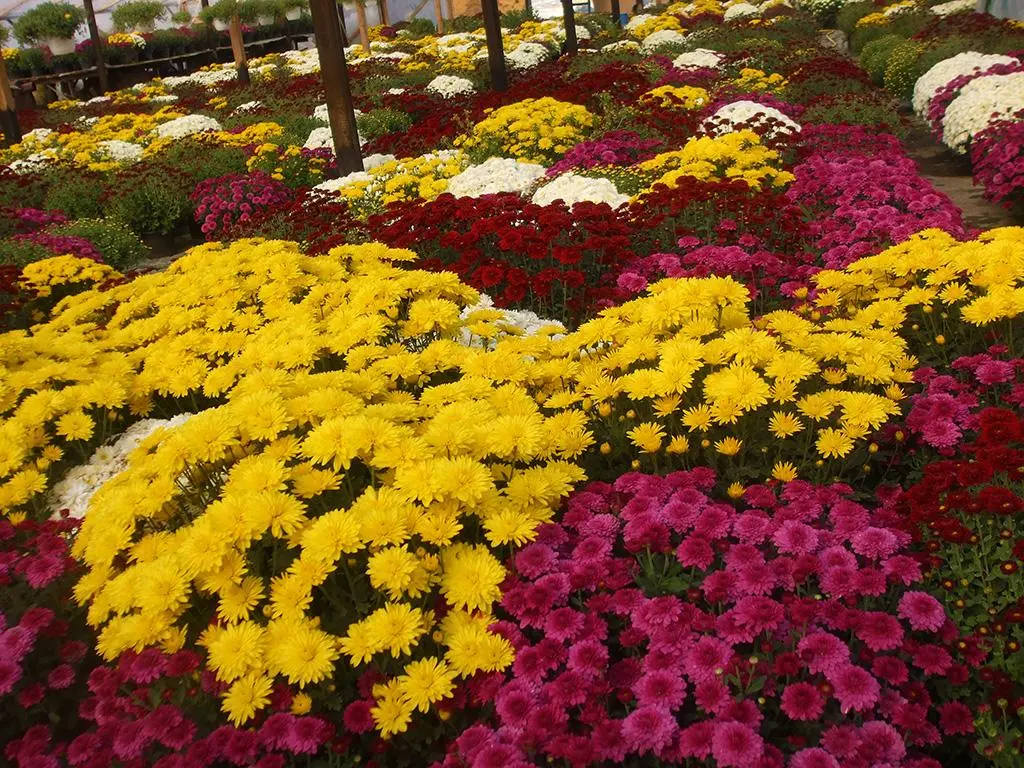 Crizantema la ghiveci sfaturi pentru o ingrijire optima