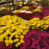 Crizantema la ghiveci sfaturi pentru o ingrijire optima